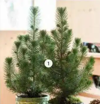 Intratuin Den aanbieding