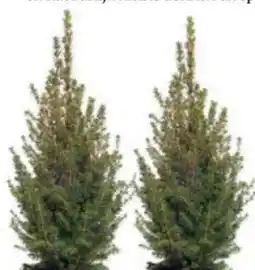 Intratuin Dwergspar aanbieding