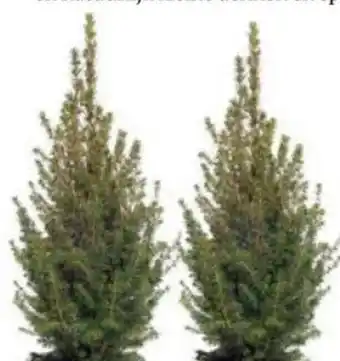 Intratuin Dwergspar aanbieding