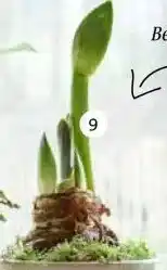 Intratuin Amaryllis aanbieding