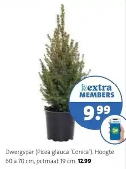 Intratuin Dwergspar aanbieding