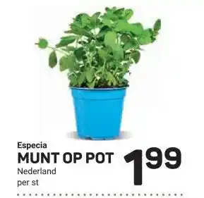 Ekoplaza Especia MUNT OP POT aanbieding