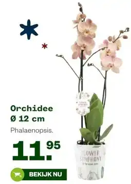 Welkoop Orchidee Ø 12 cm . aanbieding