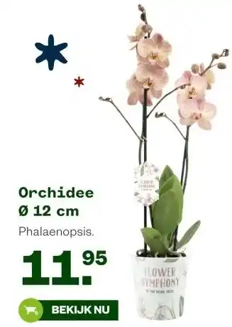 Welkoop Orchidee Ø 12 cm . aanbieding