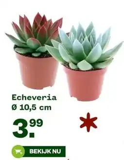 Welkoop Echeveria aanbieding