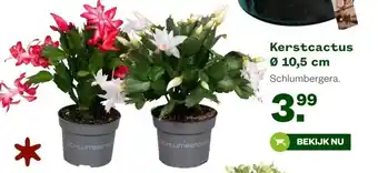 Welkoop Kerstcactus aanbieding