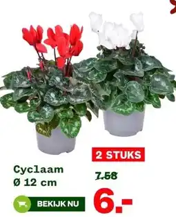 Welkoop Cyclaam Ø 12 cm aanbieding