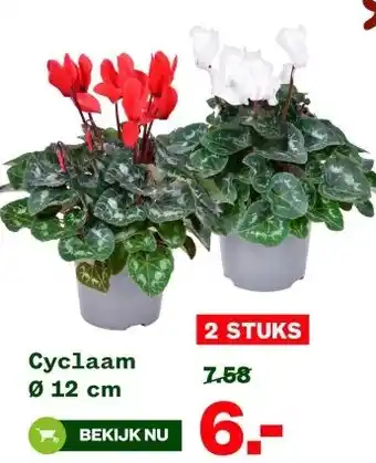 Welkoop Cyclaam Ø 12 cm aanbieding