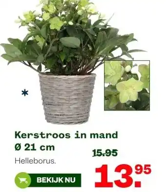 Welkoop Kerstroos in mand Ø 21 cm aanbieding