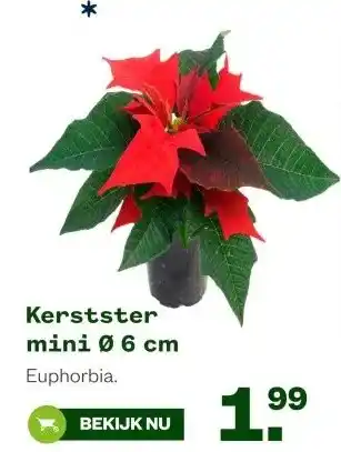 Welkoop Kerstster mini Ø 6 cm aanbieding