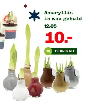 Welkoop Amaryllis in wax gehuld aanbieding