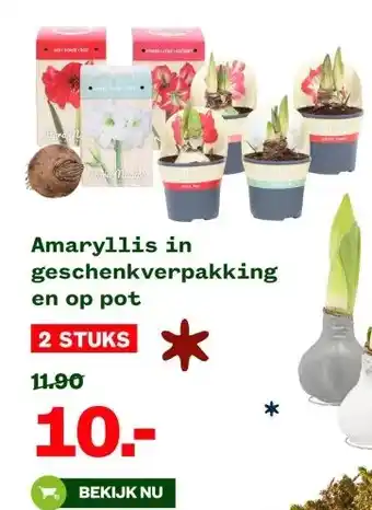 Welkoop Amaryllis in geschenkverpakking en op pot aanbieding