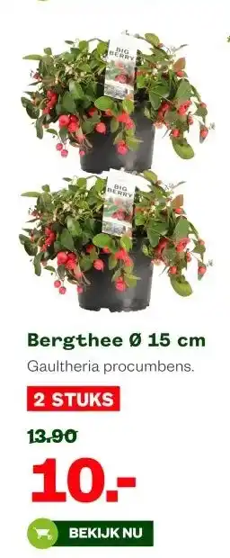 Welkoop Bergthee Ø 15 cm aanbieding