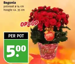 Poiesz Begonia aanbieding