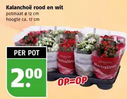 Poiesz Kalanchoë rood en wit aanbieding