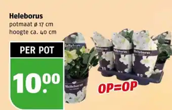 Poiesz Heleborus aanbieding