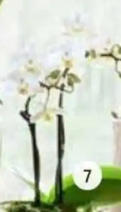 Intratuin Minivlinderorchidee aanbieding