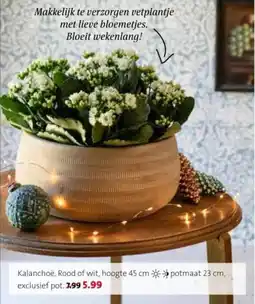 Intratuin Kalanchoë. aanbieding