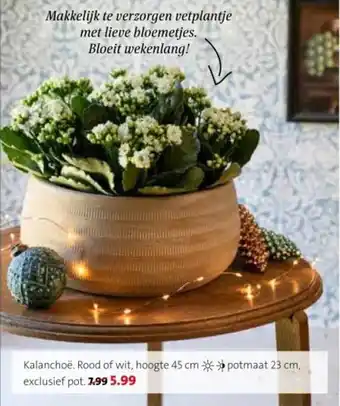 Intratuin Kalanchoë. aanbieding
