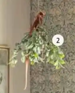 Intratuin Mistletoe aanbieding