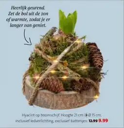 Intratuin Hyacint op boomschijf aanbieding