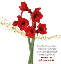Intratuin Amaryllis aanbieding