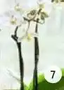 Intratuin Minivlinderorchidee (Phalaenopsis), 2-tak. aanbieding