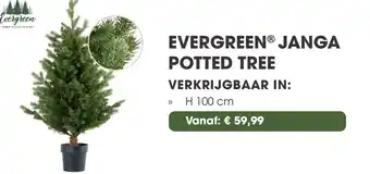 Coppelmans Evergreen janga potted tree aanbieding