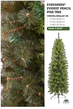 Coppelmans Evergreen everest pencil pine tree aanbieding