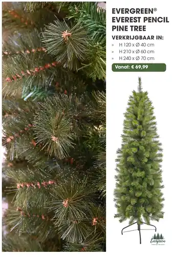 Coppelmans Evergreen everest pencil pine tree aanbieding