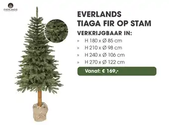 Coppelmans Everlands tiaga fir op stam aanbieding