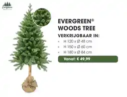Coppelmans Evergreen woods tree aanbieding