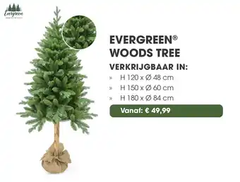 Coppelmans Evergreen woods tree aanbieding