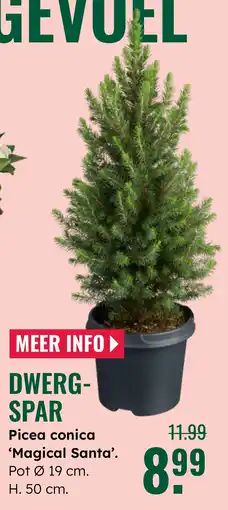 GroenRijk Dwerg spar aanbieding