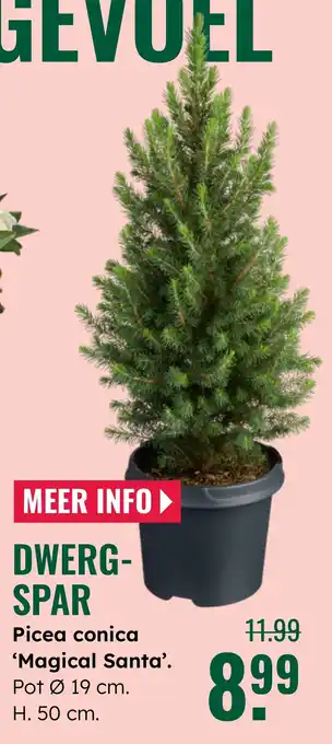 GroenRijk Dwerg spar aanbieding