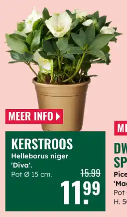 GroenRijk Kerstroos aanbieding