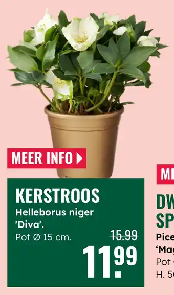 GroenRijk Kerstroos aanbieding