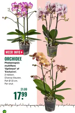 GroenRijk Orchidee aanbieding