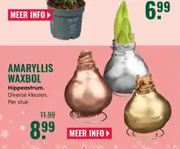GroenRijk Amaryllis waxbol aanbieding