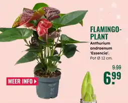 GroenRijk Flamingo plant aanbieding