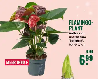 GroenRijk Flamingo plant aanbieding