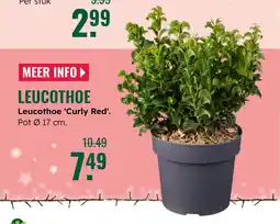 GroenRijk Leucothoe aanbieding