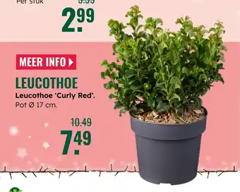 GroenRijk Leucothoe aanbieding