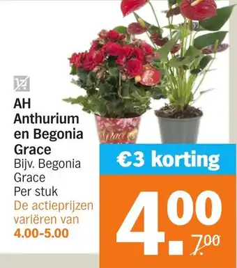 Albert Heijn AH Anthurium en Begonia Grace aanbieding