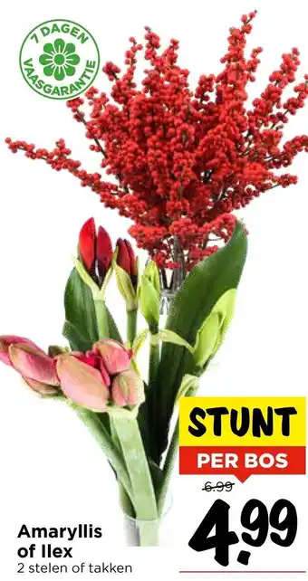 Vomar Voordeelmarkt Amaryllis of llex aanbieding