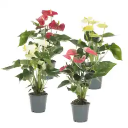 Albert Heijn AH Anthurium p12 aanbieding
