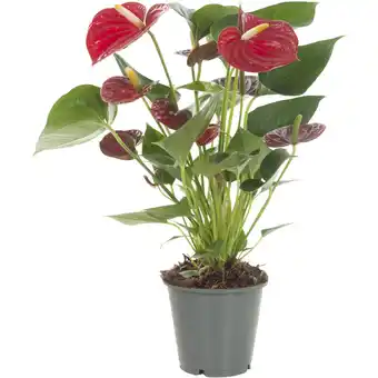 Albert Heijn AH Anthurium p12 aanbieding