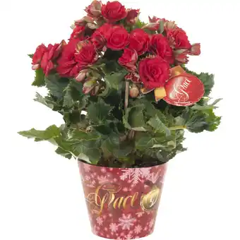 Albert Heijn AH Begonia grace aanbieding