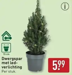 ALDI Dwergspar met Led Verlichting aanbieding