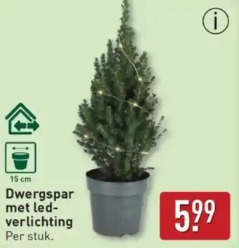 ALDI Dwergspar met Led Verlichting aanbieding